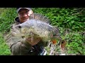 This Bridge Was STACKED With BIG PERCH! Canal Fishing Dream!