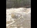 Banner Elk Mill Pond flood 2022 featuring the waterfowl and Elk river