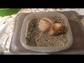 5 chick brooder beddings tested - Here's the best!