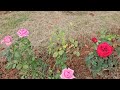 नर्सरी वाले ये डालकर गुलाब पर खिलाते हैं 1000 से भी ज्यादा फूल/Rose Plant Care#gardening#SecretTips