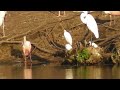 Large Evening Mustering Of Wood Storks & Spoonbills 8.27.23