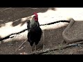 Yardfowls | How do Chickens survive on their own? | Free Range Chicken #chicken #nature