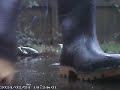 Puddle Jumping in Black Dunlop Wellies