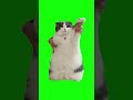 Cat Dancing to Wop - Green Screen #shorts#猫#猫ミーム#ダンス猫#猫マニア#素材#catmemes#greenscreen#cat#catdancing