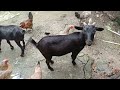 ছাগলী পালনত সফল হোৱাৰ উপায়  ||goat farming real trips ||goat farming