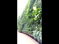 Longwood Gardens: green wall