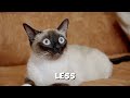 Male Siamese vs Female Siamese Cat