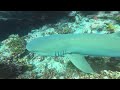 Whitetip shark desparately sticking hes nose into   必死なサメ@hirodiveborabora