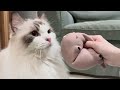 PAWS 🐾 VS BALLOON 🎈 | Mypawsntails Funny Cats Video
