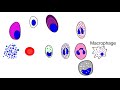 Blood cell production in the bone marrow| hematopoiesis animation.