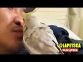 LIVE‼️Ask Quincy Hour #cutebird #cockatiel #parrots #greencheekconure #birds #viral