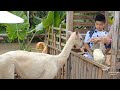 Lạc đà và những con vật đáng yêu/ Camels and lovely animals! #camels