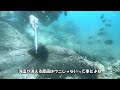 【ウニ駆除】ドキッ！魚まみれのウニ駆除【2023年4月号】