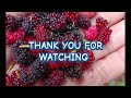 KALAKI AT PAG KASARAP NG #malburries hinarvest ko!!#fruit #viralvideo