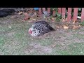 58 seconds of a fat, elderly hen taking a dirt bath on a Sunday morning...