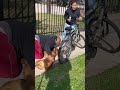 man saves dog giving him CPR