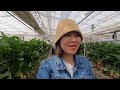 🇯🇵Đi Hái Dâu Tây Ăn Tại Vườn | Strawberry Farm in Japan | Cuộc Sống Ở Nhật #254
