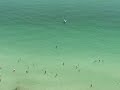 Manta Ray Swimming Near People by Shore!