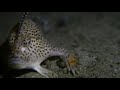 Tasmanian artist helps save a species: spotted handfish