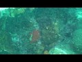 Fiji Dive Trip - Octopus Fight!