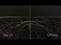 Bean Time-Lapse - 25 days | Soil cross section