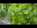 Miner's Lettuce ID Tip