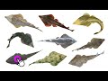 Species of Guitarfish Part 2 | Shovelnose Rays 2 | Family: Rhinobatidae, Genus: Pseudobatos