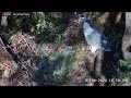 Sea-EagleCAM4 - Bieliki bialobrzuche - Pojawił się pierwszy kiwaczek 🐣😍.