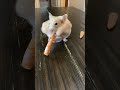 Hamster Stuffs Carrots Into Her Cheeks || ViralHog