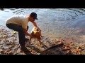 Callie fetching a stick out in the lake