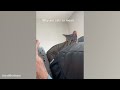 Life With A Gangster Cat is Never Boring! 😹 Funny Cat Video 2024