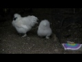 Chicken lovin' in slo-mode (silky bantams)