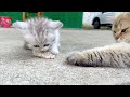 No one can snatch the cat from eating.😹😹😹#cat #catshorts #catvideo #kitten #cutecat #pets #funny