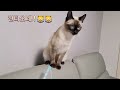 샴 고양이 , 왕꿈틀이와의 치열한 싸움 2부 siamese cat