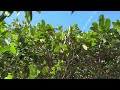 My Jackfruit Tree on my Florida Yard