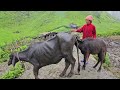 Best Nepali Mountain Village Life in Nepal | Rainy Day | Shepherd's Life | Shepherd's Food Cooking