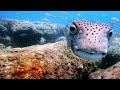 A friendly and curious #pufferfish