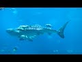 Beautiful Aquarium, Relaxing Music, Colorful Sea Life for Relaxation, Inspiring Energy