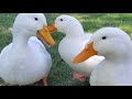 Pekin duck life 2