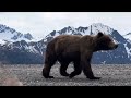 Huge Male Grizzly Bear Approaches Photographer in Alaska