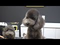 dog pet silver poodle grooming / teddy bear style cut