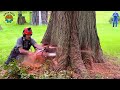 50 Moments Incredible‼️ Amazing Skills Cutting Huge Tree With Strongest Chainsaw Machines