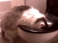 Gizmo Drinking