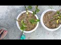 अब हर कटिंग होगी grow ऐसे लगाओगे तो 101%चलेगी । HOW TO GROW CUTTING IN SUMMER.