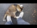 Cat Video 1