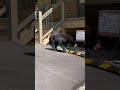 Back bear encounter in Pigeon Forge, TN