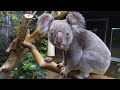 Koala Close-Up