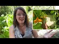 Key Concepts You Must Know to Grow Squash, Melons, Cukes: Cross-Pollination, Hybrids, Toxic Squash