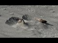 麻雀洗沙浴/Sparrow taking a sand bath