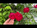 Relaxing Garden Walk Under Light Rain